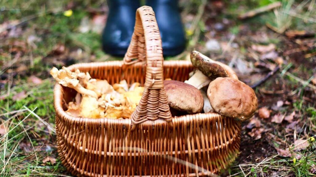 Conoce la magia de las setas: Beneficios, propiedades y su impacto en la salud